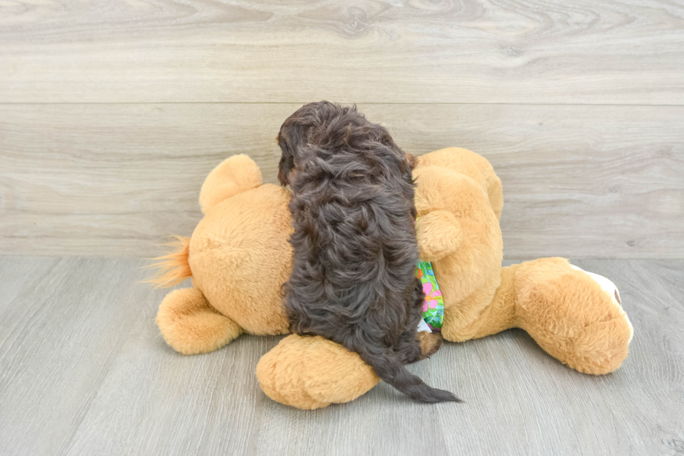 Havapoo Pup Being Cute