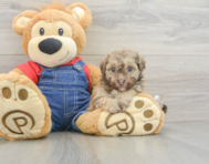 8 week old Havapoo Puppy For Sale - Premier Pups