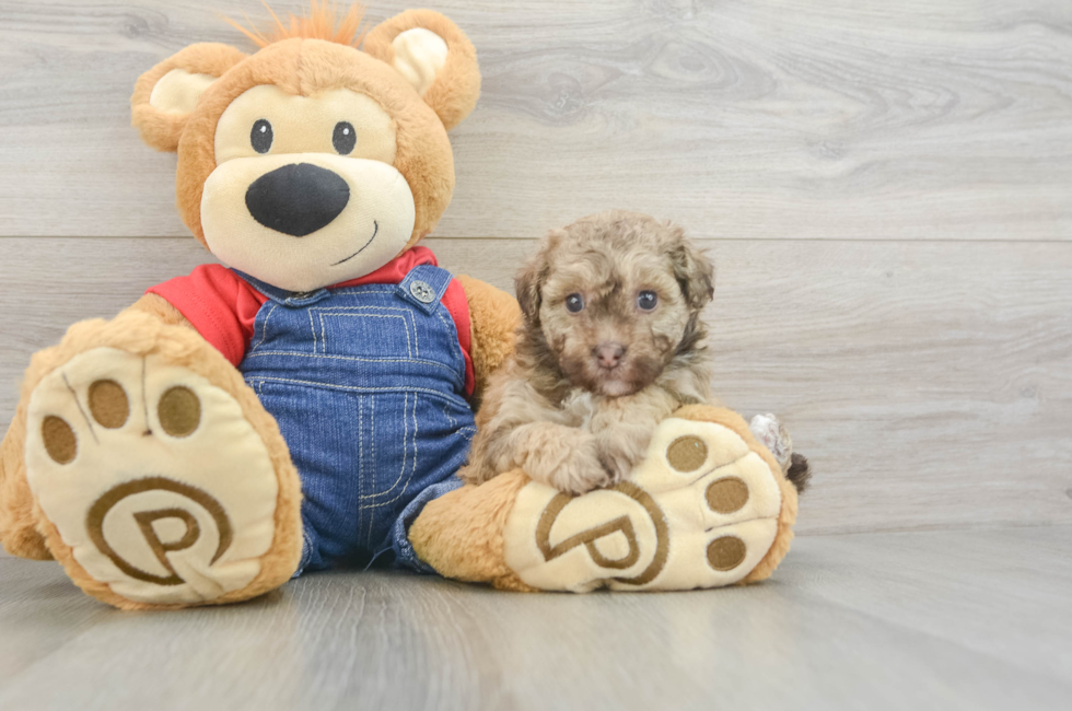 5 week old Havapoo Puppy For Sale - Premier Pups