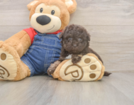 7 week old Havapoo Puppy For Sale - Premier Pups