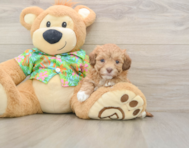 6 week old Havapoo Puppy For Sale - Premier Pups