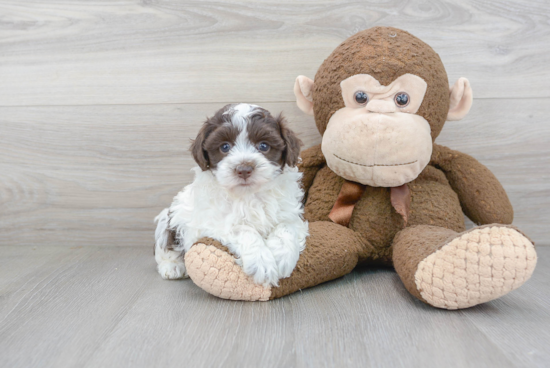 Popular Havapoo Poodle Mix Pup