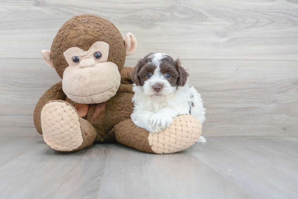 Energetic Havanese Poodle Mix Puppy