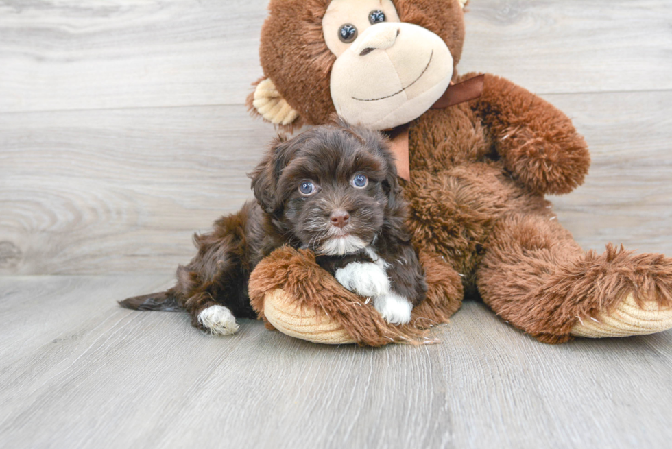 Energetic Havanese Poodle Mix Puppy