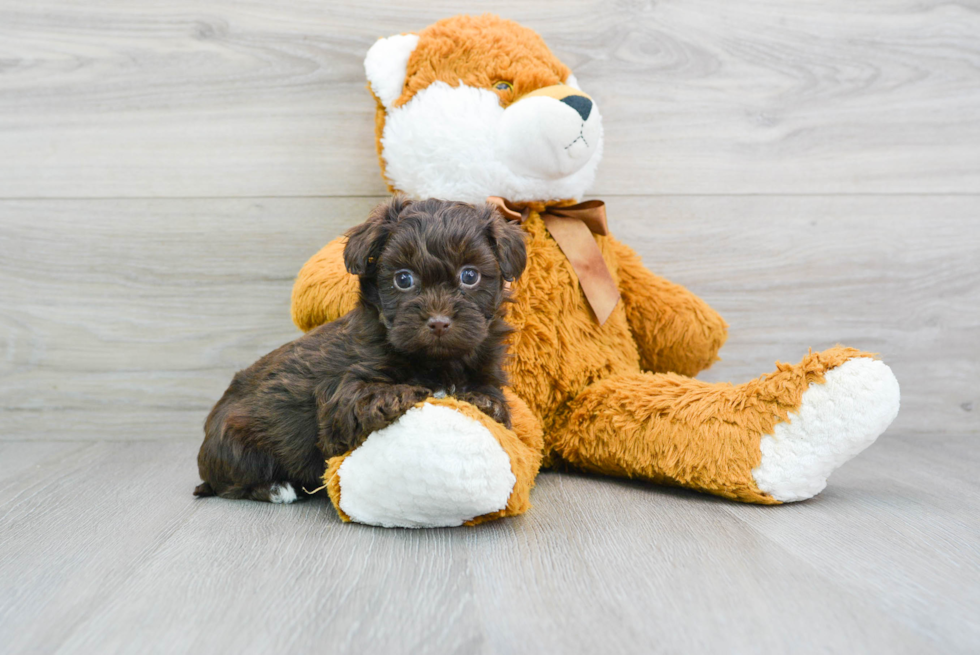 Playful Havanese Poodle Mix Puppy