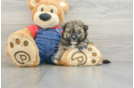 Energetic Havadoodle Poodle Mix Puppy