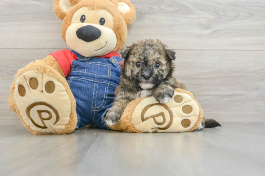 Energetic Havadoodle Poodle Mix Puppy