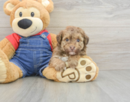 8 week old Havapoo Puppy For Sale - Premier Pups