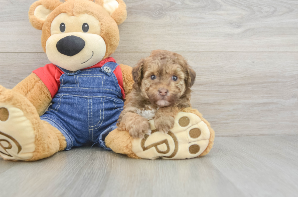5 week old Havapoo Puppy For Sale - Premier Pups