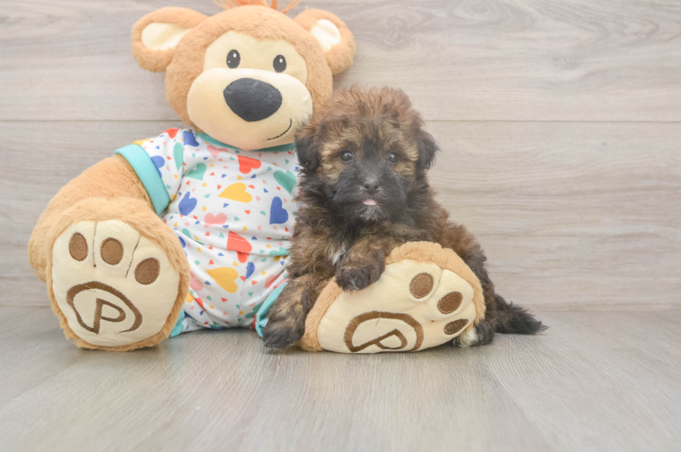 5 week old Havapoo Puppy For Sale - Premier Pups