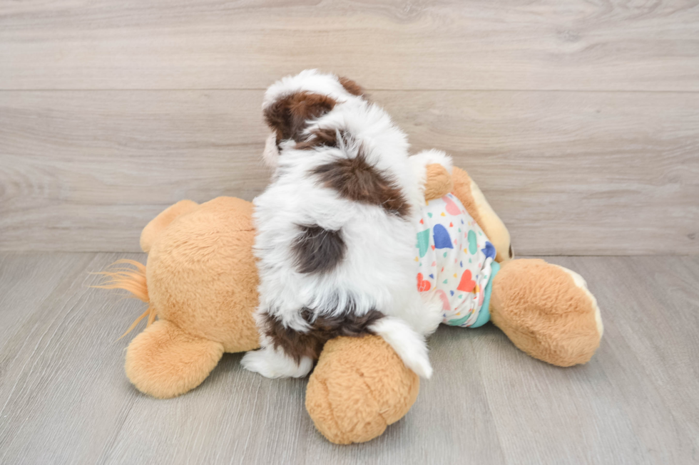Little Havadoodle Poodle Mix Puppy