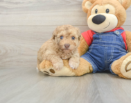 8 week old Havapoo Puppy For Sale - Premier Pups
