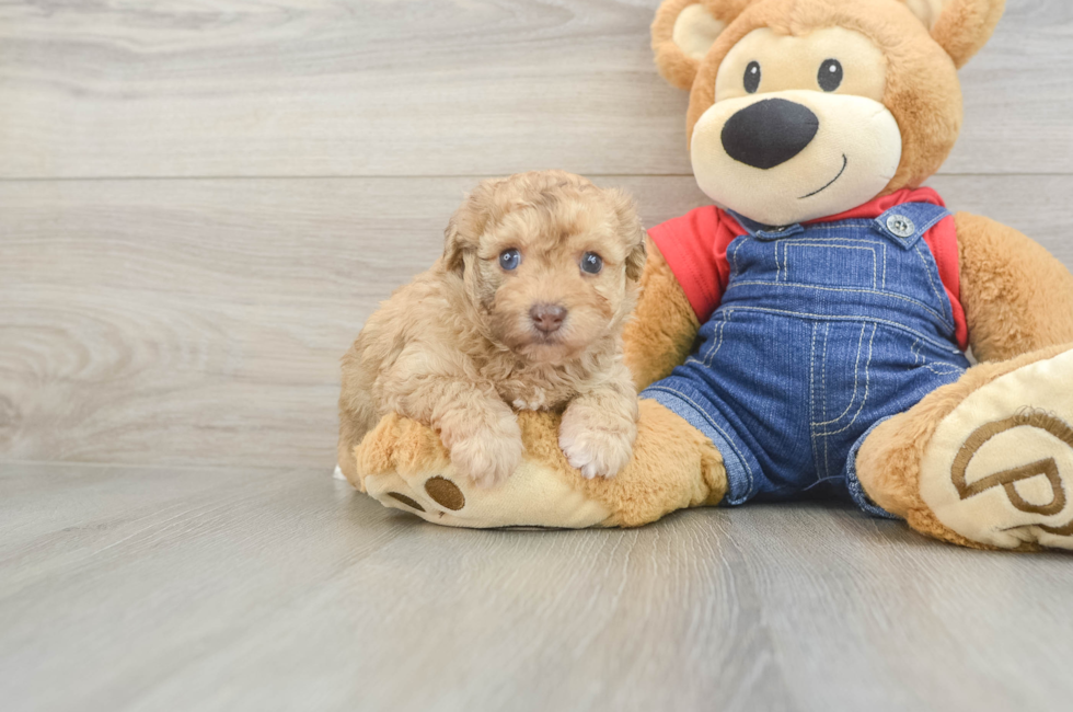 5 week old Havapoo Puppy For Sale - Premier Pups