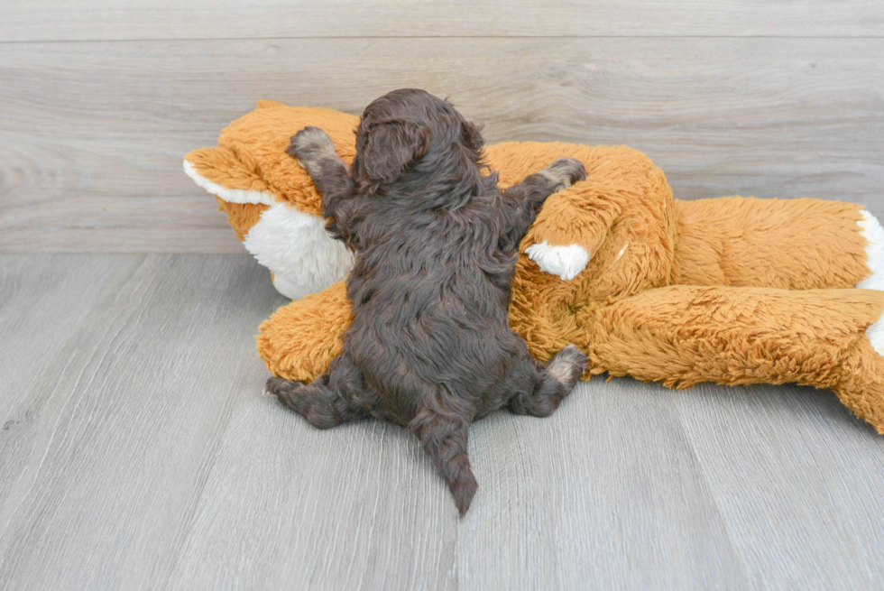 Fluffy Havapoo Poodle Mix Pup