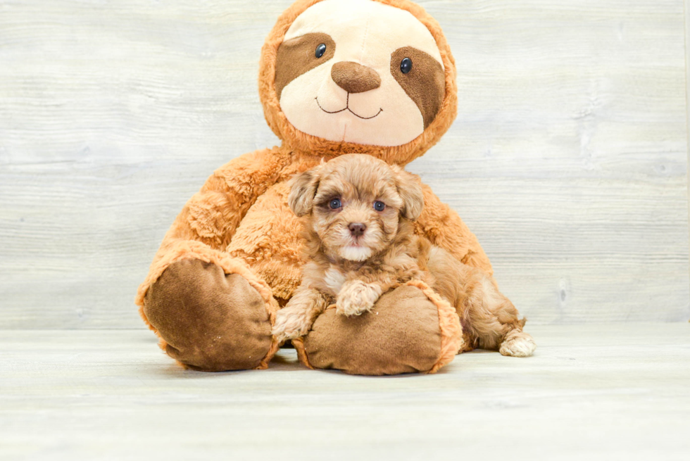 Havapoo Puppy for Adoption