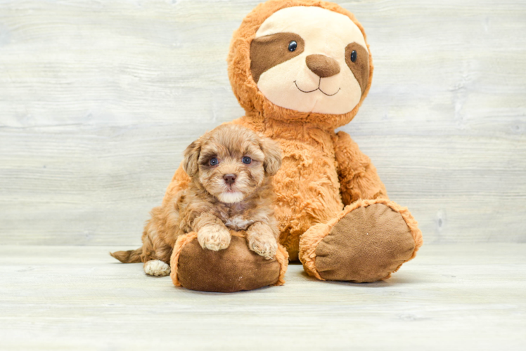Havapoo Puppy for Adoption