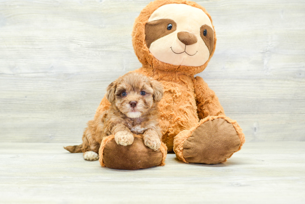 Havapoo Puppy for Adoption