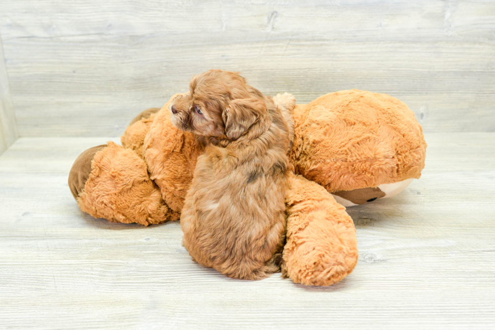Havapoo Puppy for Adoption