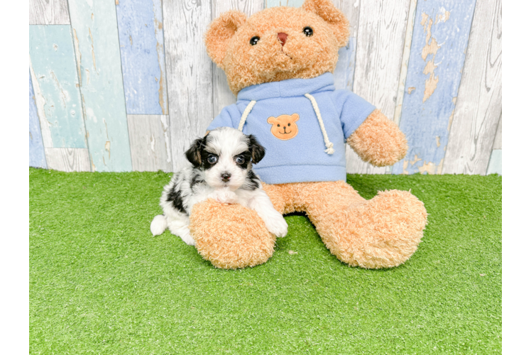 Adorable Havanese Poodle Mix Puppy