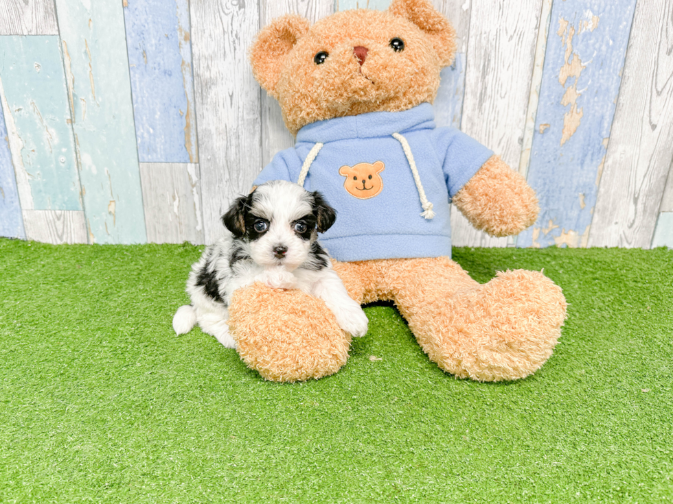 Adorable Havanese Poodle Mix Puppy