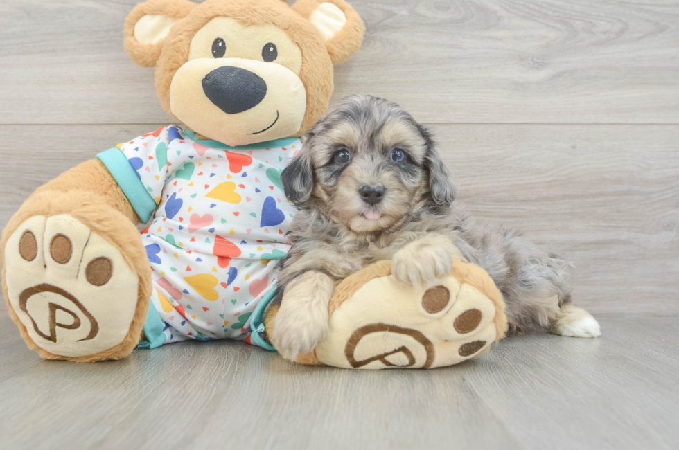 6 week old Havapoo Puppy For Sale - Premier Pups