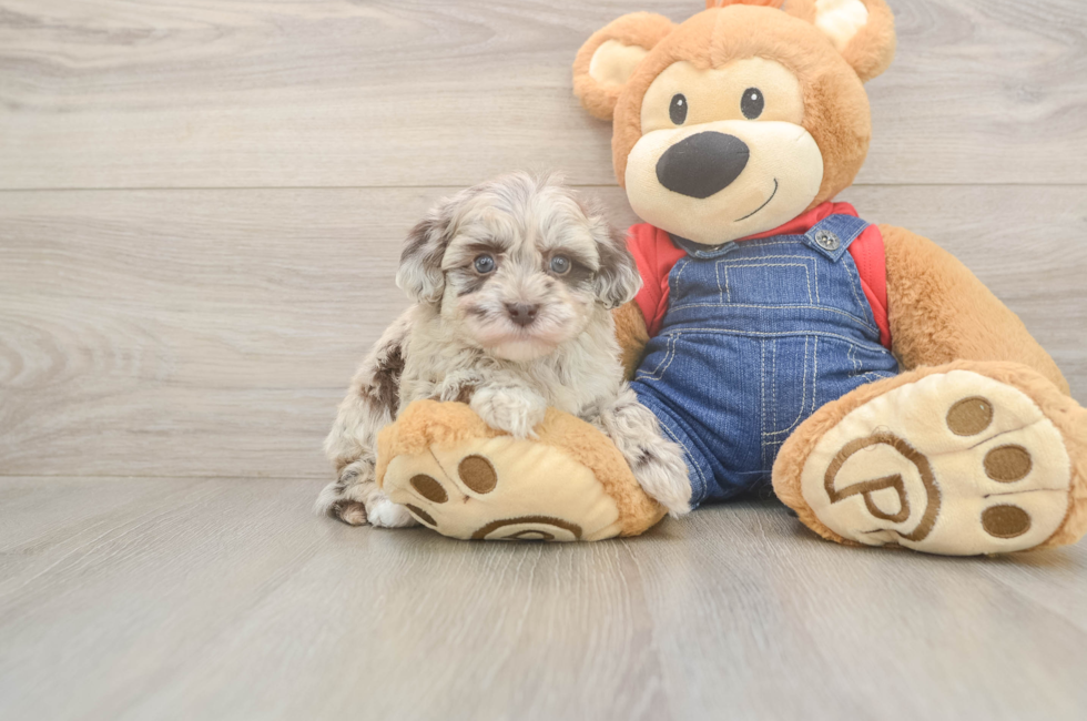 5 week old Havapoo Puppy For Sale - Premier Pups