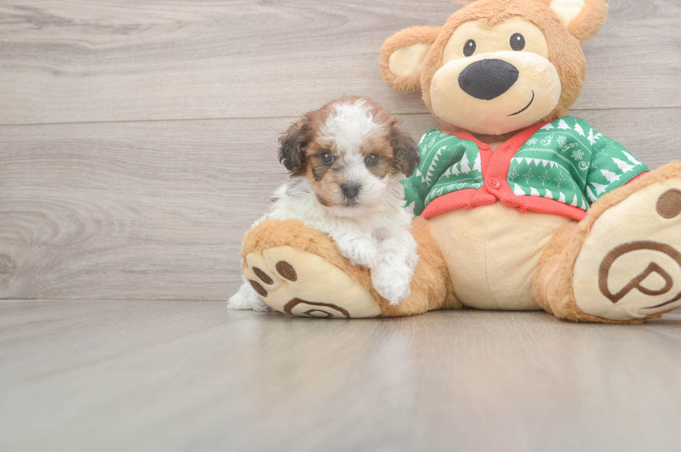 5 week old Havapoo Puppy For Sale - Premier Pups