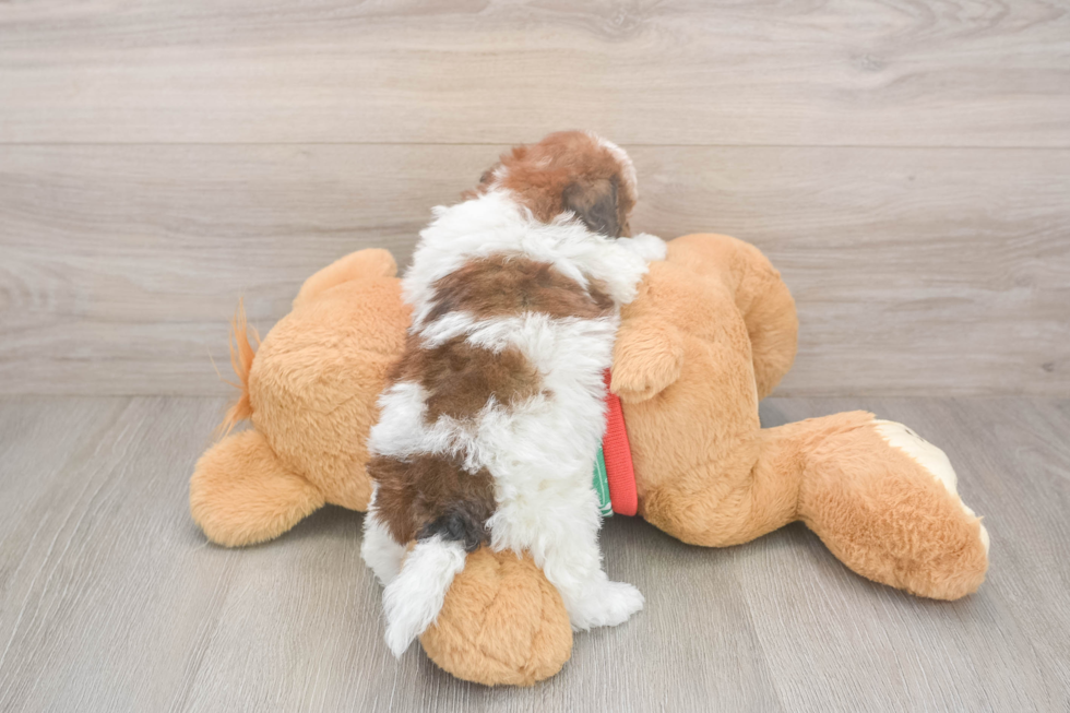 Hypoallergenic Havadoodle Poodle Mix Puppy