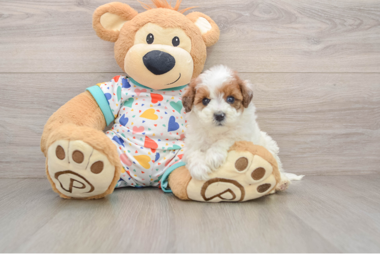 Energetic Havadoodle Poodle Mix Puppy