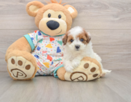 8 week old Havapoo Puppy For Sale - Premier Pups