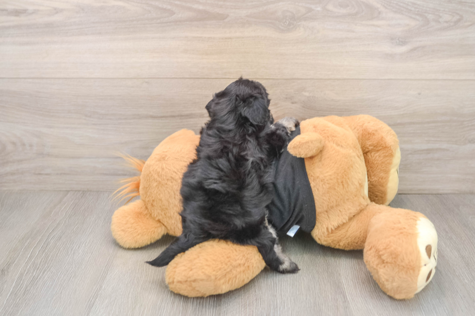 Petite Havapoo Poodle Mix Pup