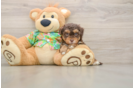 Funny Havapoo Poodle Mix Pup