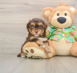 6 week old Havapoo Puppy For Sale - Premier Pups
