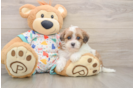 Havapoo Puppy for Adoption