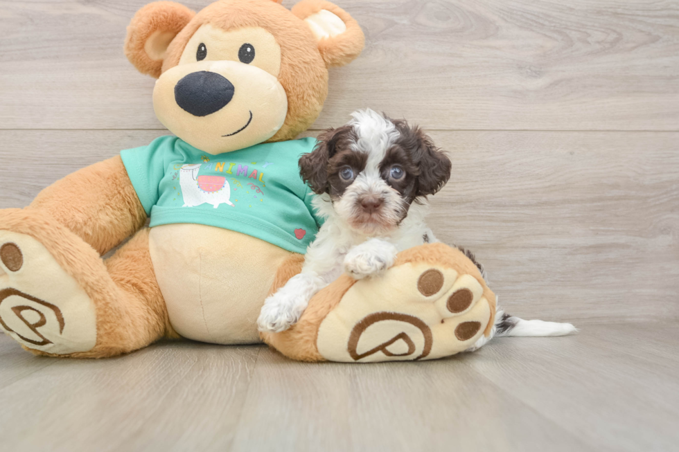 Little Havadoodle Poodle Mix Puppy