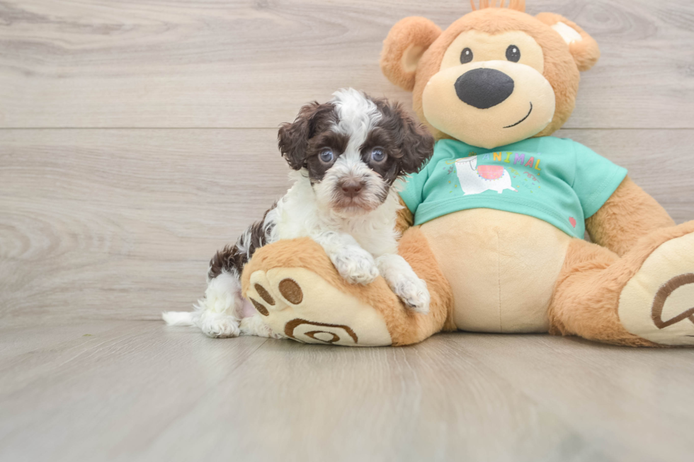 Hypoallergenic Havadoodle Poodle Mix Puppy