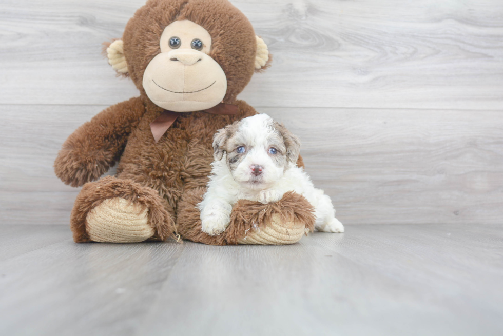 Hypoallergenic Havadoodle Poodle Mix Puppy