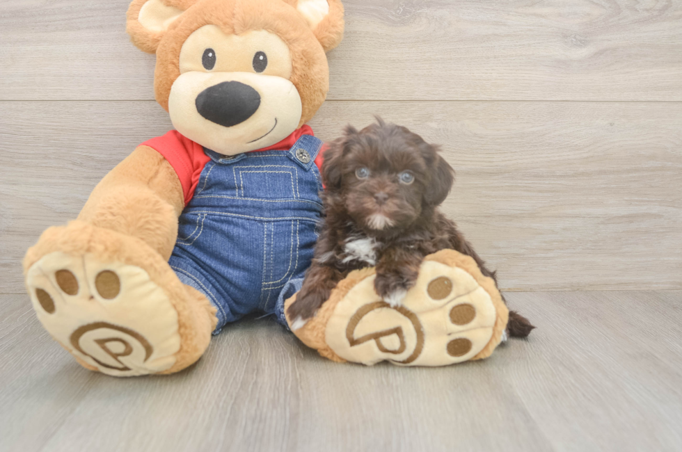 5 week old Havapoo Puppy For Sale - Premier Pups