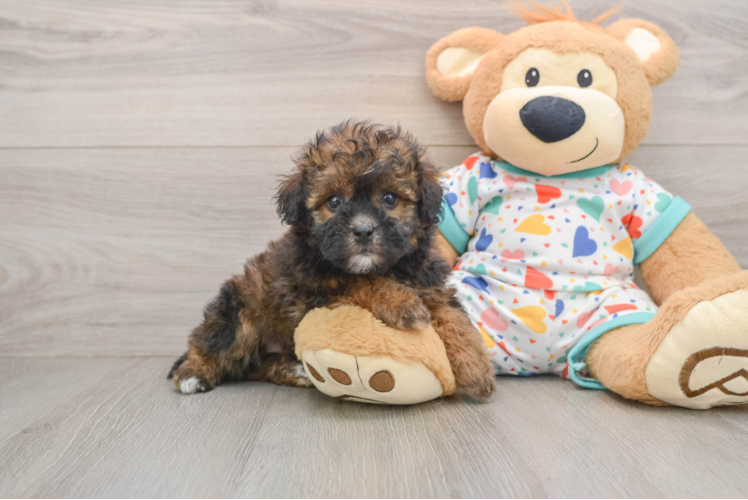 Hypoallergenic Havadoodle Poodle Mix Puppy