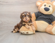 7 week old Havapoo Puppy For Sale - Premier Pups