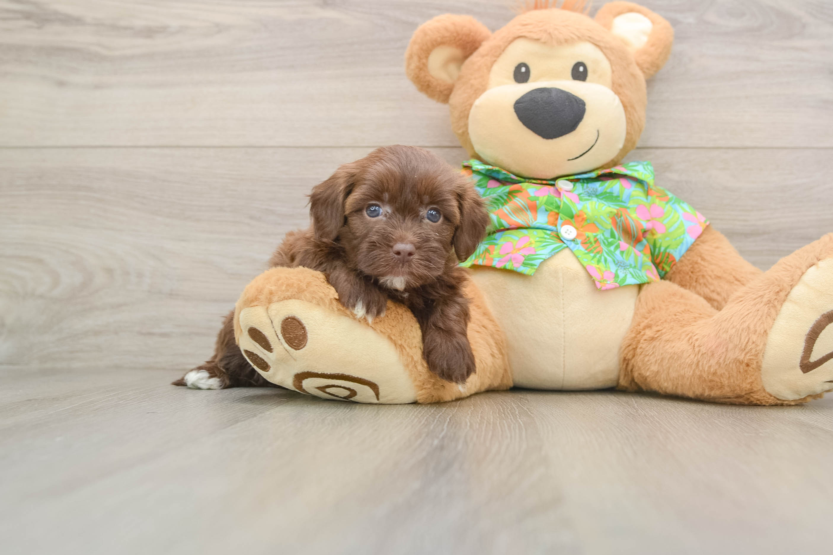 Havapoo Puppy for Adoption