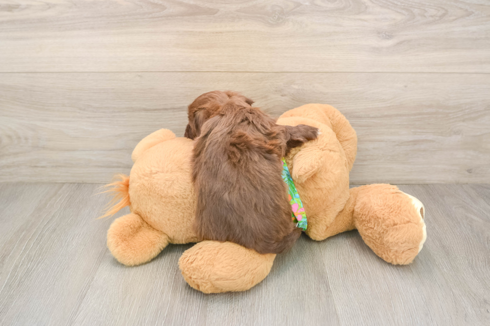 Adorable Havadoodle Poodle Mix Puppy
