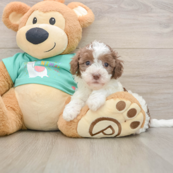 Havapoo Pup Being Cute