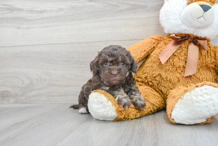 Havapoo Pup Being Cute