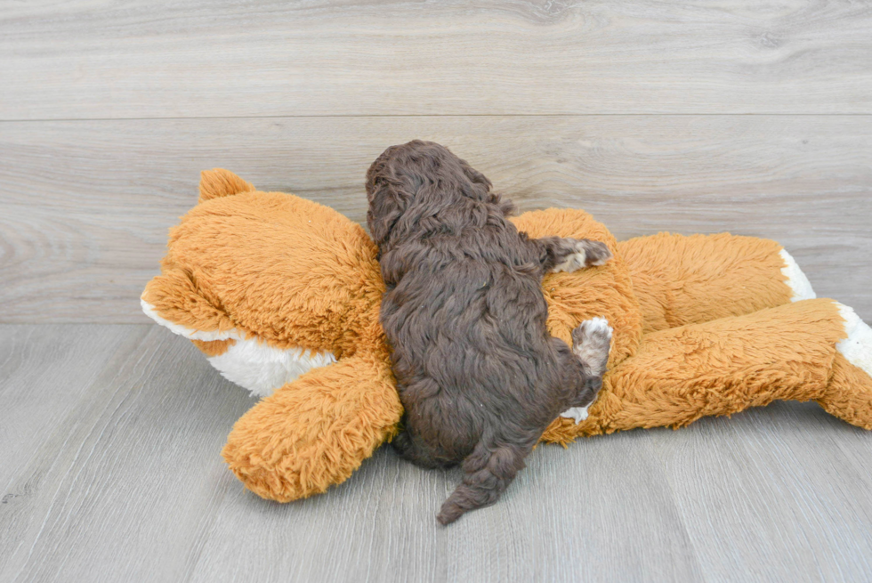 Energetic Havanese Poodle Mix Puppy