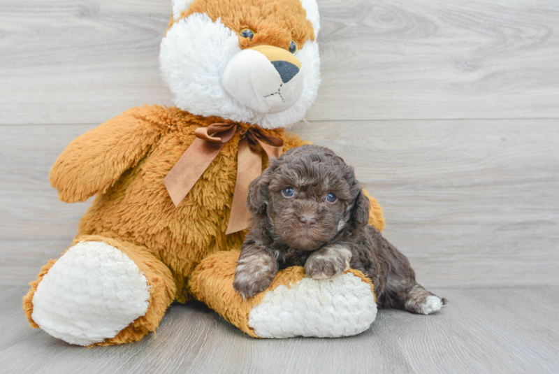 Meet Gladis - our Havapoo Puppy Photo 3/3 - Premier Pups