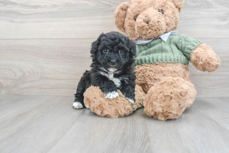 Hypoallergenic Havadoodle Poodle Mix Puppy