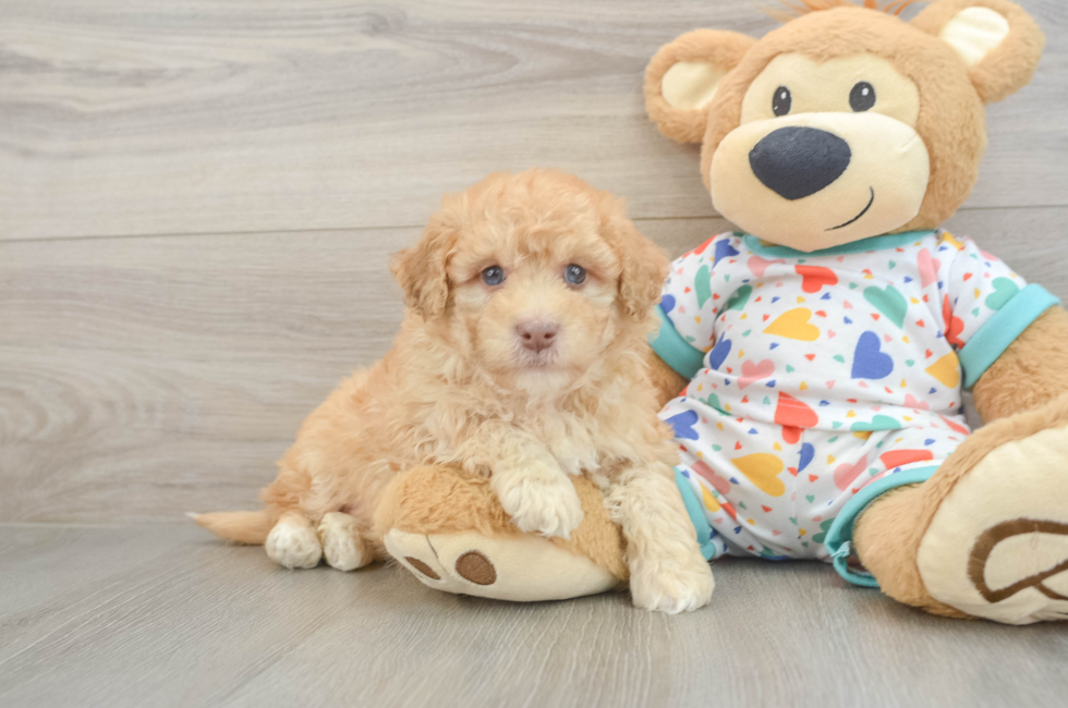 6 week old Havapoo Puppy For Sale - Premier Pups