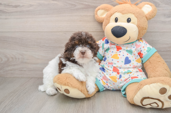 Havapoo Pup Being Cute