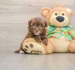 6 week old Havapoo Puppy For Sale - Premier Pups